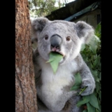 Koala Cant Believe It